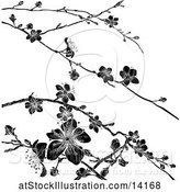 Vector Illustration of Black and White Cherry Blossom Branches Background by AtStockIllustration