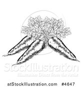 Vector Illustration of Black and White Etched Carrots by AtStockIllustration