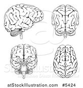 Vector Illustration of Black and White Human Brains at Different Angles by AtStockIllustration