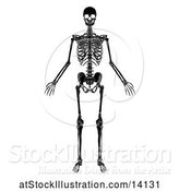 Vector Illustration of Black and White Human Skeleton by AtStockIllustration