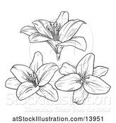 Vector Illustration of Black and White Lily Flowers by AtStockIllustration