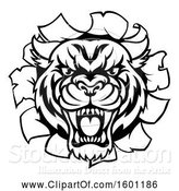 Vector Illustration of Black and White Tiger Mascot Head Breaking Through a Wall by AtStockIllustration
