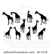 Vector Illustration of Black Silhouetted Giraffes by AtStockIllustration