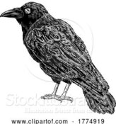 Vector Illustration of Crow Raven Corvus Bird Vintage Engraved Woodcut by AtStockIllustration