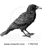 Vector Illustration of Crow Raven Rook Bird Vintage Engraved Woodcut by AtStockIllustration