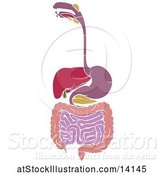 Vector Illustration of Diagram of Digestive Tract by AtStockIllustration