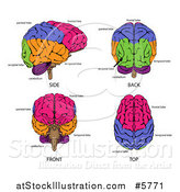 Vector Illustration of Different Angles of Human Brains and Labels by AtStockIllustration