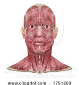 Vector Illustration of Face and Neck Muscles Medical Anatomy Diagram by AtStockIllustration