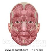 Vector Illustration of Face Muscles Human Muscle Medical Anatomy Diagram by AtStockIllustration