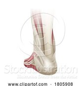 Vector Illustration of Foot Muscles Anatomy Medical Illustration by AtStockIllustration