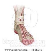 Vector Illustration of Foot Muscles Anatomy Medical Illustration by AtStockIllustration