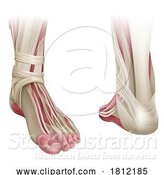 Vector Illustration of Foot Muscles Anatomy Medical Illustration by AtStockIllustration