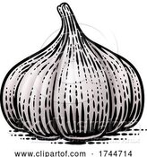 Vector Illustration of Garlic Bulb by AtStockIllustration