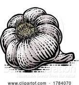 Vector Illustration of Garlic Bulb by AtStockIllustration