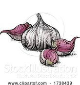 Vector Illustration of Garlic Bulbs by AtStockIllustration