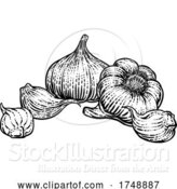 Vector Illustration of Garlic by AtStockIllustration