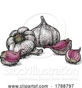 Vector Illustration of Garlic by AtStockIllustration