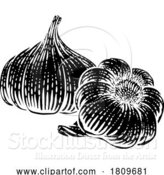 Vector Illustration of Garlic by AtStockIllustration