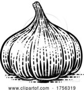 Vector Illustration of Garlic Vegetable Vintage Woodcut Illustration by AtStockIllustration