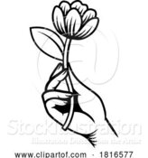 Vector Illustration of Hand Holding Flower Vintage Woodcut Tattoo Style by AtStockIllustration