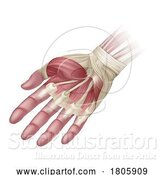 Vector Illustration of Hand Muscles Anatomy Medical Illustration by AtStockIllustration