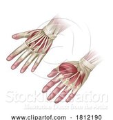 Vector Illustration of Hand Muscles Anatomy Medical Illustration by AtStockIllustration