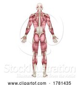 Vector Illustration of Human Body Back Muscles Anatomy Illustration by AtStockIllustration
