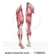 Vector Illustration of Human Body Leg Muscle Anatomy Diagram Illustration by AtStockIllustration