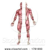 Vector Illustration of Human Body Muscles Anatomy Illustration Front Back by AtStockIllustration