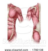 Vector Illustration of Human Body Trunk Muscles Anatomy Illustration by AtStockIllustration