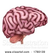 Vector Illustration of Human Brain Anatomy Medical Illustration by AtStockIllustration