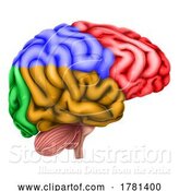 Vector Illustration of Human Brain Regions Lobes Anatomy Illustration by AtStockIllustration