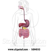 Vector Illustration of Human Digestive System Lady Anatomy Diagram by AtStockIllustration