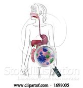 Vector Illustration of Human Digestive System Lady Anatomy Diagram by AtStockIllustration