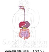 Vector Illustration of Human Digestive System Lady Anatomy Diagram by AtStockIllustration