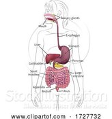 Vector Illustration of Human Digestive System Lady Anatomy Diagram by AtStockIllustration