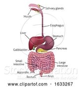 Vector Illustration of Human Gastrointestinal Digestive System and Labels by AtStockIllustration