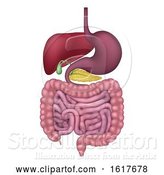 Vector Illustration of Human Gastrointestinal Digestive System by AtStockIllustration