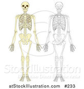 Vector Illustration of Human Skeletons by AtStockIllustration