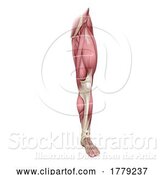 Vector Illustration of Leg Muscles Human Muscle Medical Anatomy Diagram by AtStockIllustration