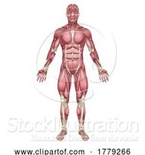 Vector Illustration of Muscles of Human Body Medical Anatomy Illustration by AtStockIllustration