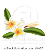 Vector Illustration of Plumeria Flowers and Leaves by AtStockIllustration