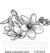 Vector Illustration of Plumeria Frangipani Tropical Bali Flower Drawing by AtStockIllustration