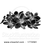 Vector Illustration of Plumeria Frangipani Tropical Bali Flower Drawing by AtStockIllustration