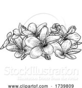 Vector Illustration of Plumeria Frangipani Tropical Bali Flower Woodcut by AtStockIllustration