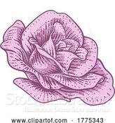 Vector Illustration of Rose Flower Design Woodcut Vintage Style by AtStockIllustration
