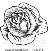 Vector Illustration of Rose Flower Vintage Woodcut Drawing by AtStockIllustration