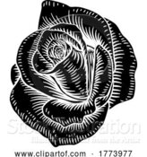 Vector Illustration of Rose Flower Vintage Woodcut Drawing by AtStockIllustration
