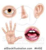 Vector Illustration of the Five Senses Illustrated As an Eye Nose Ear Hand and Mouth by AtStockIllustration