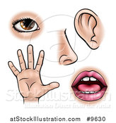 Vector Illustration of the Five Senses, Sight, Smell, Hearing, Touch and Taste by AtStockIllustration